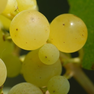 gelber Orleans Beeren 3